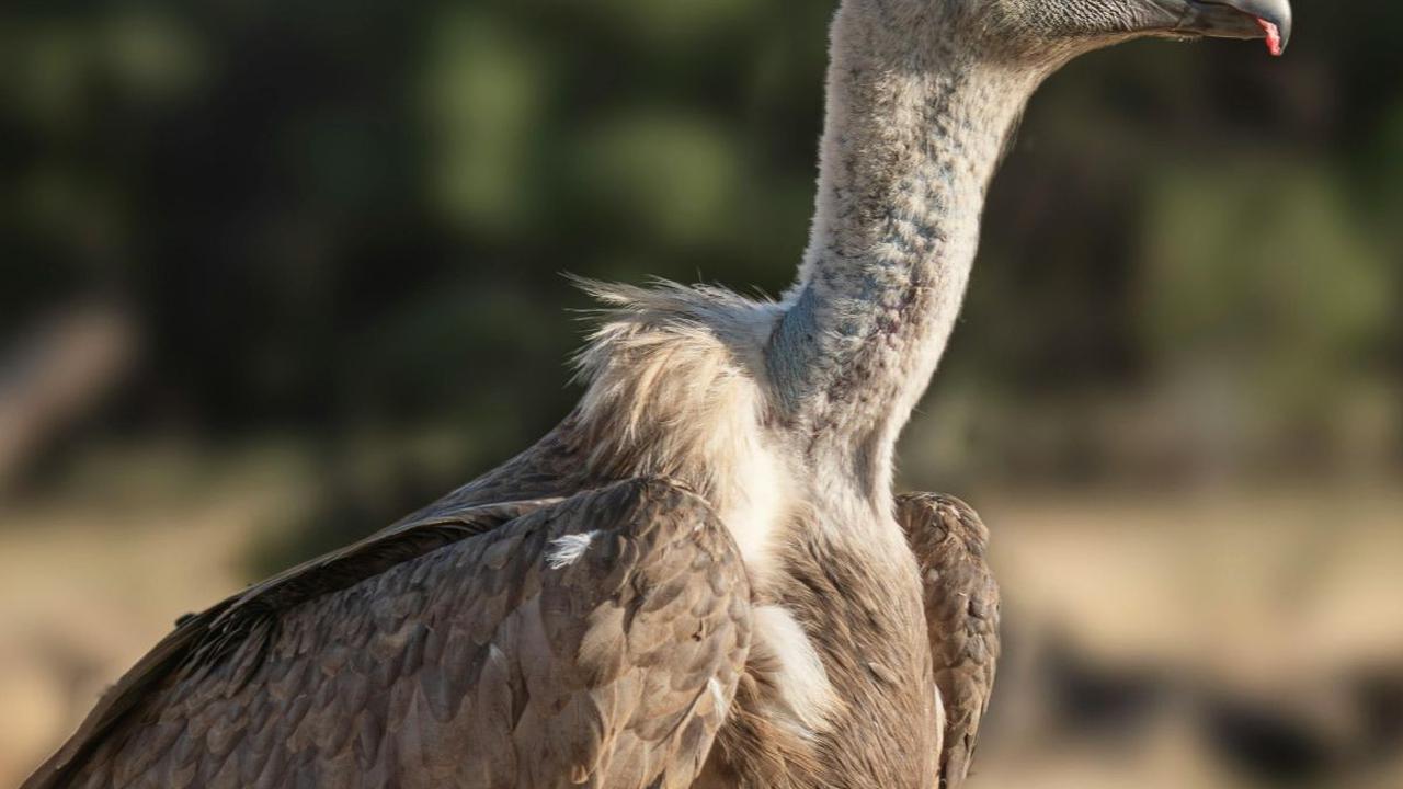 <b>Burung Vultures</b>