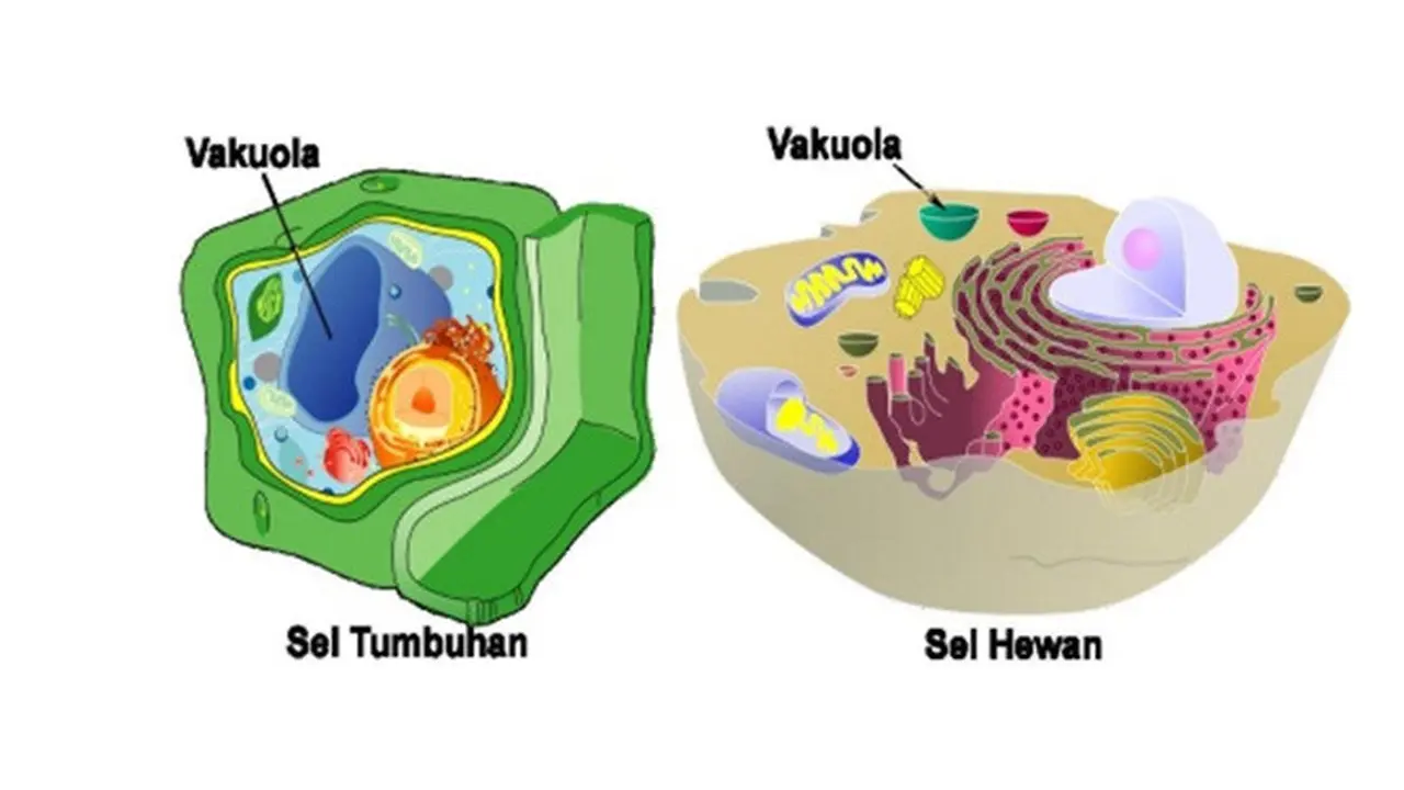 ilustrasi sel tumbuhan vakuola (sumber: cdn-gbelajar.simpkb.id)