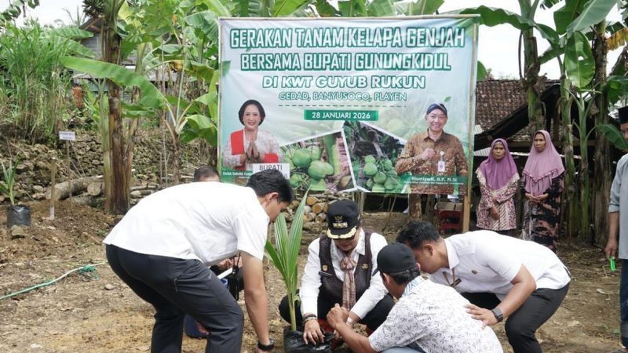 Pemkab Gunungkidul Salurkan Ribuan Bibit Kelapa Genjah, Perkuat Ekonomi Kerakyatan