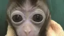 Foto yang dirilis 24 Januari 2019, monyet kloning yang lahir 12 Oktober 2018 di sebuah lembaga penelitian, Shanghai. Eksperimen klon untuk membantu penelitian terkait masalah tidur, depresi dan penyakit Alzheimer. (HO/CHINESE ACADEMY OF SCIENCES INST/AFP)