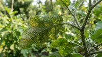 8 Cara Mengatasi Tungau pada Tanaman Terong agar Daun Tidak Menguning, Panen Tetap Maksimal