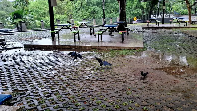 Banyak burung gagak di Kuala Lumpur Malaysia