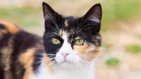 Warga Amat Berduka atas Matinya Kucing Penunggu Halte, Kenapa?