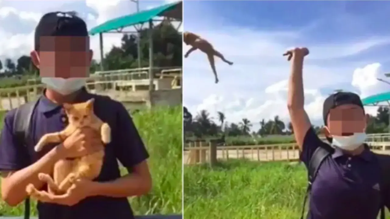 Viral Video Aksi Remaja Lempar Kucing ke Parit, Tuai Kecaman Warganet