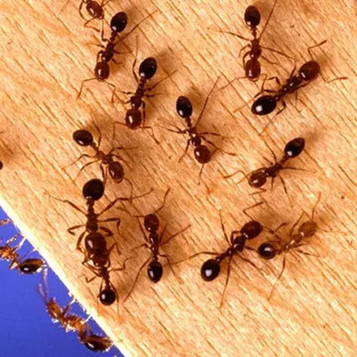 10 Cara Alami Usir Semut Tanpa Bahan Kimia, Langkah Mudah yang Bisa Dilakukan Sendiri