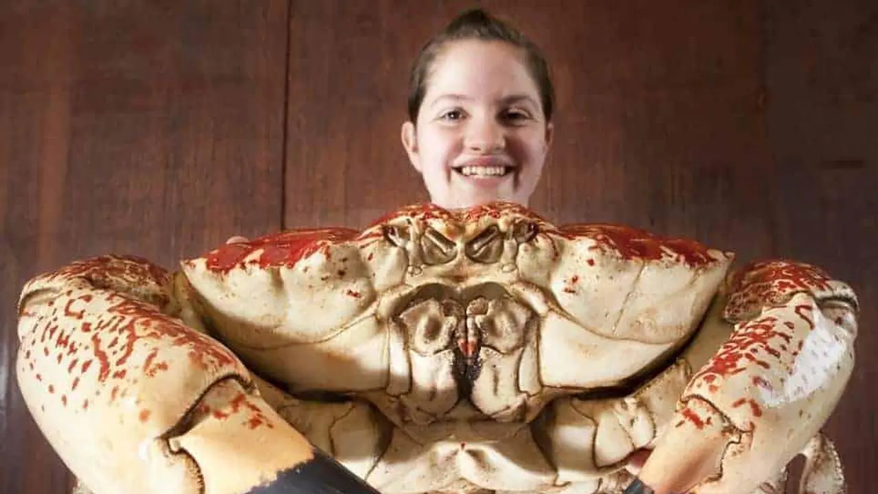 Kepiting Tasmania