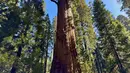 Para peneliti memanjat General Sherman, pohon sequoia raksasa, di Taman Nasional Sequoia, California, Amerika Serikat, pada 21 Mei 2024. (AP Photo/Terry Chea)