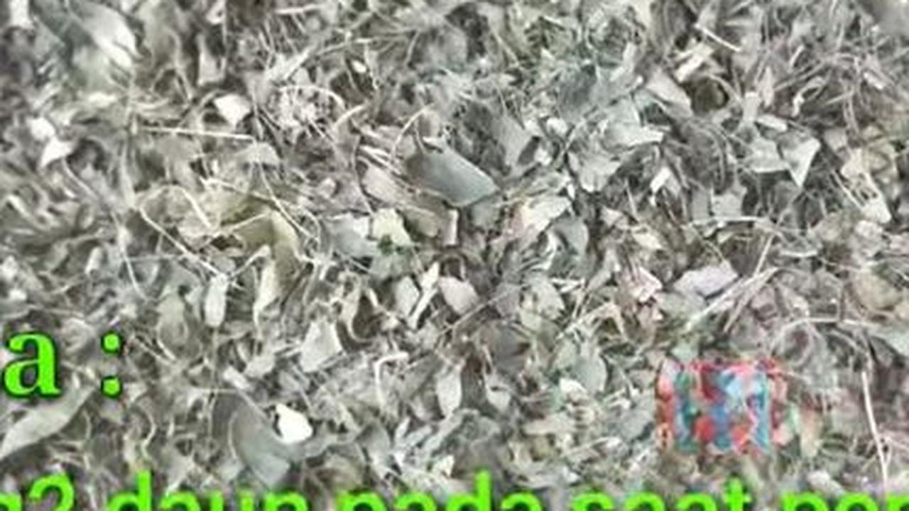 Pisahkan Tulang-tulang Daun