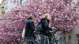 Dua wanita berjalan melewati sebuah jalan yang dipenuhi dengan bunga sakura bermekaran di Berlin tengah, Jerman pada 23 April 2019. Pohon sakura di Jerman memang lazim ditanam di ruang-ruang terbuka hijau, selain sebagai peneduh juga untuk mempercantik kota. (John MACDOUGALL / AFP)