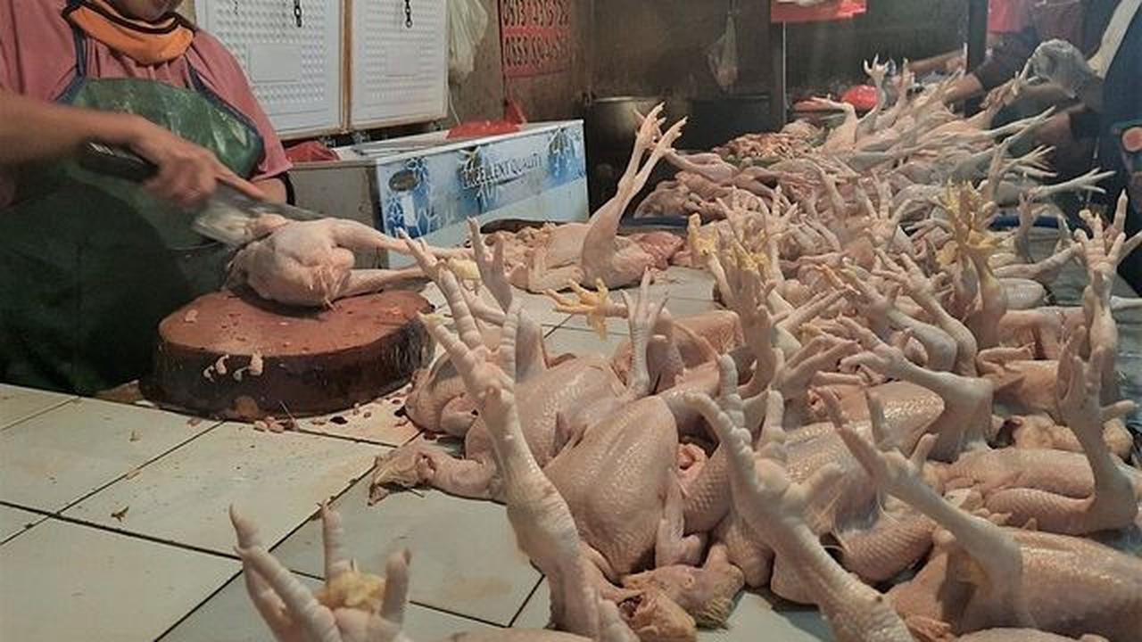 Harga ayam potong