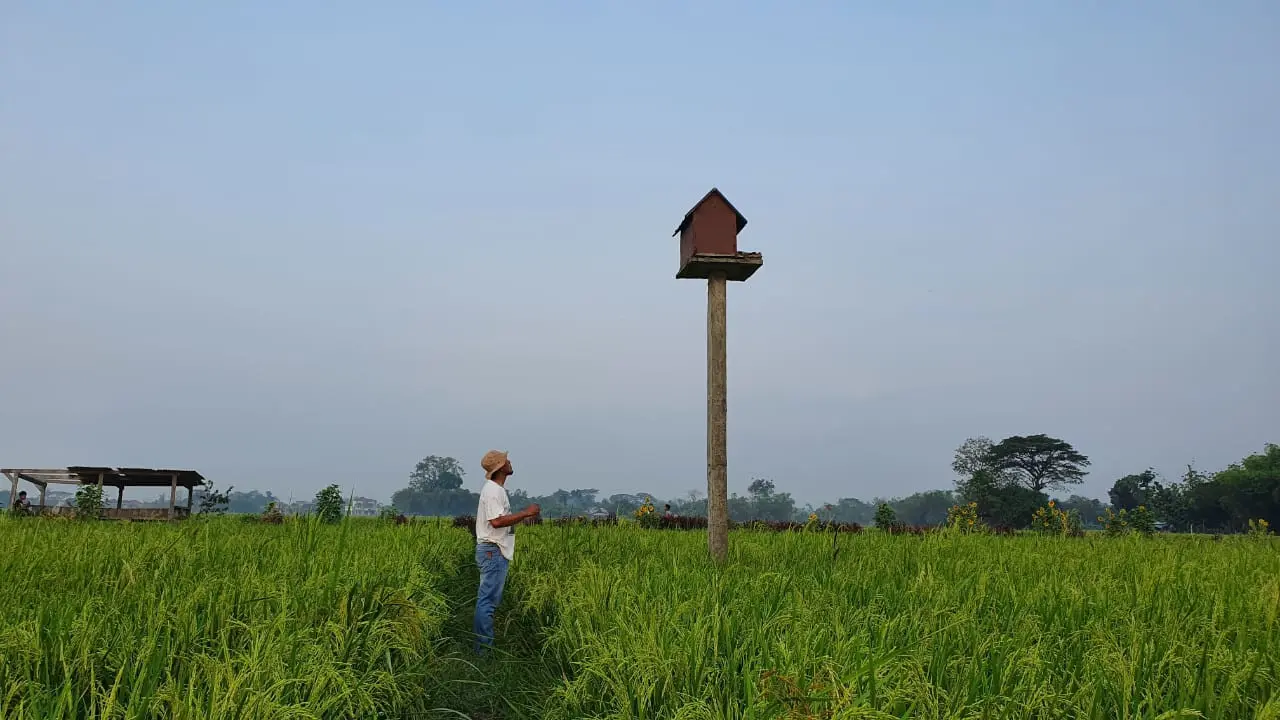 Sutrisno,Kades Mijen Kecamatan Kebonagung Demak memantau kondisi Rubuha di sawah, Rabu,9/6/2021. (Foto: Liputan6.com/Kusfitria Marstyasih)