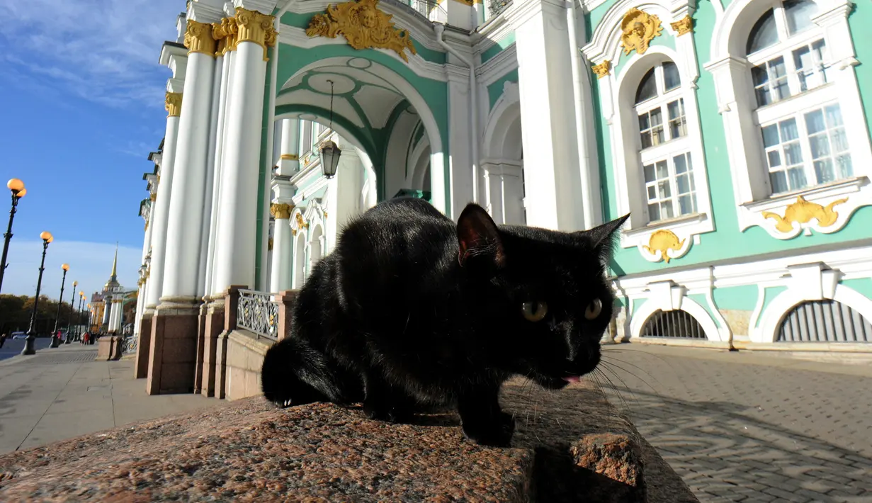 Foto yang diambil pada 14 Oktober 2015 menunjukkan seekor kucing berjaga di depan Museum The Hermitage, Rusia. Kucing tersebut dipekerjakan menjaga karya seni yang berada di museum dari serangan tikus. (AFP Photo/Olga Maltseva)