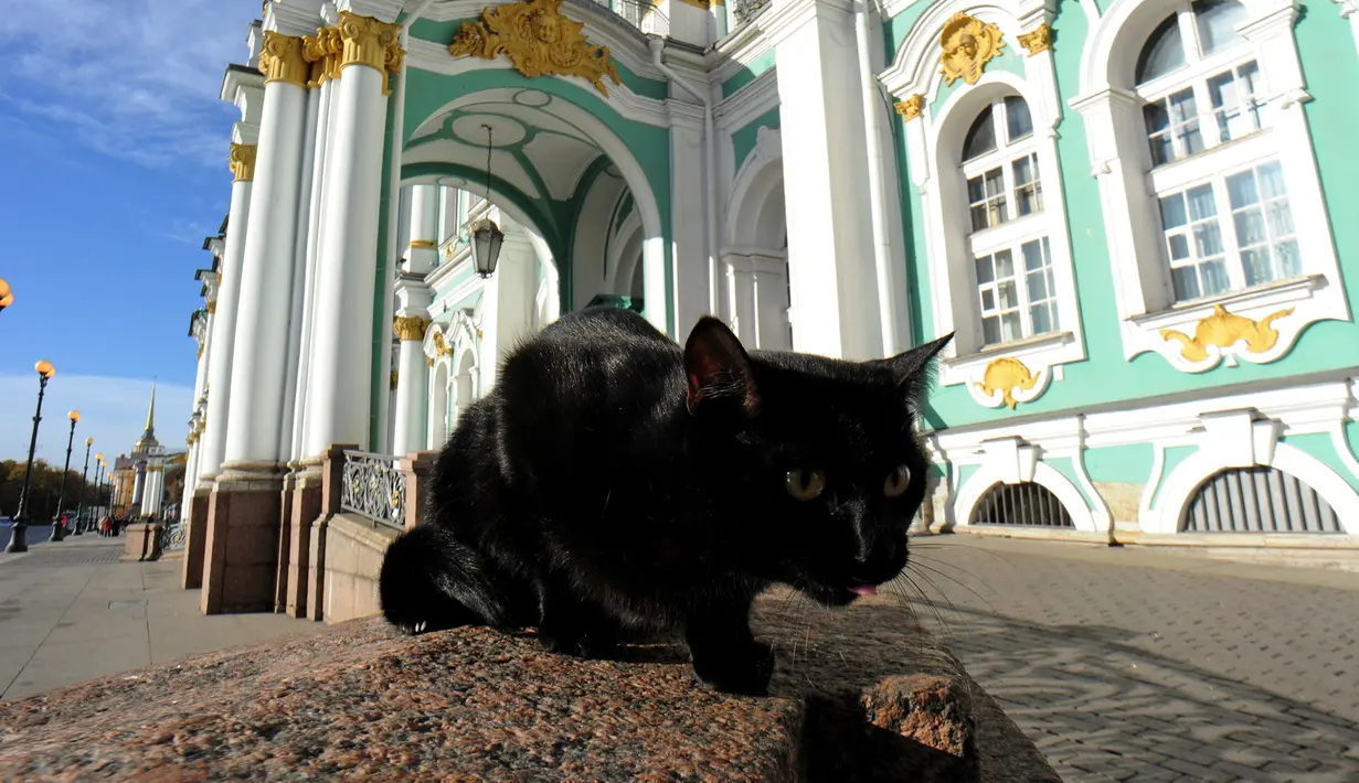 Foto yang diambil pada 14 Oktober 2015 menunjukkan seekor kucing berjaga di depan Museum The Hermitage, Rusia. Kucing tersebut dipekerjakan menjaga karya seni yang berada di museum dari serangan tikus. (AFP Photo/Olga Maltseva)