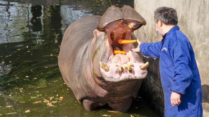 Petugas pemelihara hewan memberi makan kuda nil di Kebun Binatang Wuhan di Wuhan, Provinsi Hubei, China tengah, pada 13 Maret 2020. Kebun Binatang Wuhan ditutup pada 22 Januari lalu setelah merebaknya COVID-19. (Xinhua/Cai Yang)