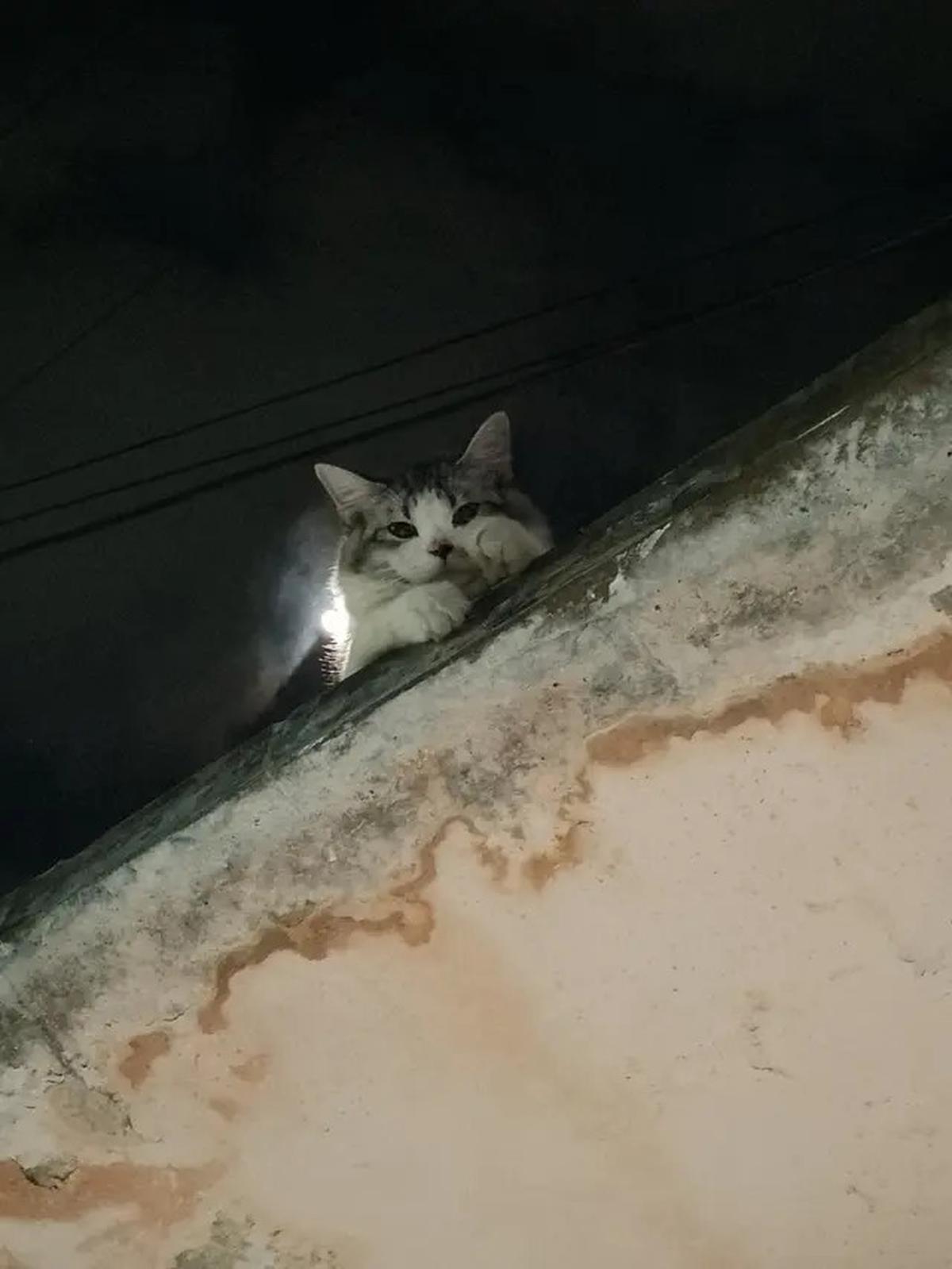 6 Potret Kucing Nyantai di Atap Rumah, Sering Dikira Hilang karena Tak Pulang