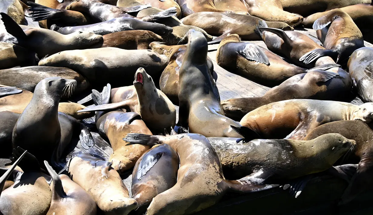 Populasi singa laut di Dermaga 39 telah mencapai angka tertinggi dalam 15 tahun terakhir, menurut penjaga pelabuhan. (Yuri Avila/San Francisco Chronicle via AP)