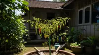 Cara Menyelamatkan Pohon Cabai yang Mulai Layu karena Musim Kemarau agar Kembali Subur