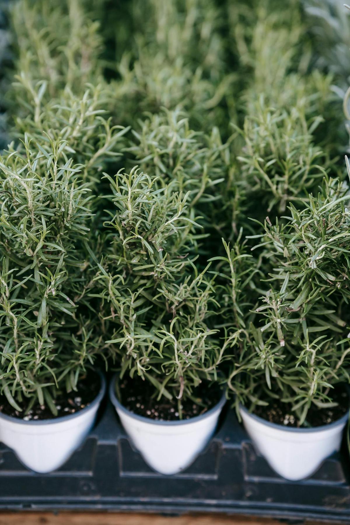 Tanaman Rosemary