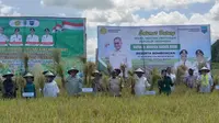 Panen raya padi di area lahan seluas 220 hektare di kampung Prafi Mulya, Distrik Prafi, Kabupaten Manokwari, Sabtu (2/12/2023). (Foto: Istimewa)