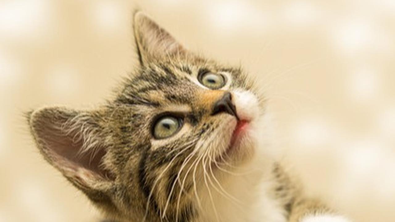 8 Manfaat Madu untuk Kucing, Mengobati Flu hingga Anti Bakteri