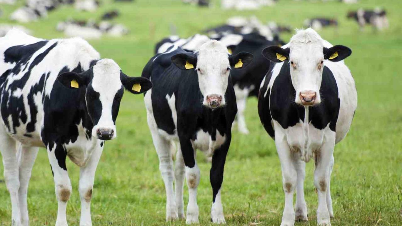 Brazil Kucurkan Investasi Rp4,5 Triliun dan Kirim 100.000 Sapi ke Indonesia, Buat Apa?