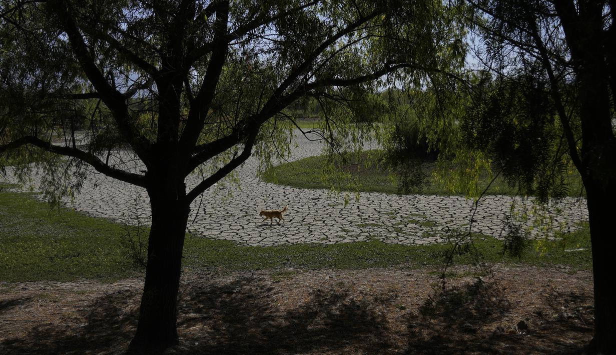 Seekor anjing berjalan di dasar laguna Coña Coña yang retak dan kering, di Cochabamba, Bolivia, Jumat (18/11/2022). Dua laguna, Coña Coña dan Alalay, berada pada level kritis karena kurangnya hujan, penumpukan bahan organik dan penguapan di tengah peningkatan suhu. (AP Photo/Juan Karita)