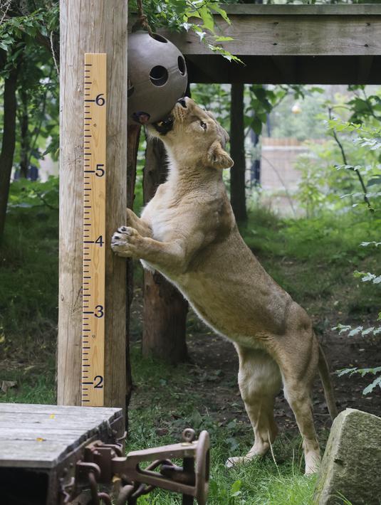 Seekor singa Asia membentangkan mainan di samping penggaris ketinggian selama sesi pemotretan penimbangan tahunan di Kebun Binatang London, pada Kamis (26/8/2021). Pengukuran tinggi dan berat badan ini untuk mengetahui kesejahteraan dan kesuburan hewan. (Tolga Akmen / AFP)