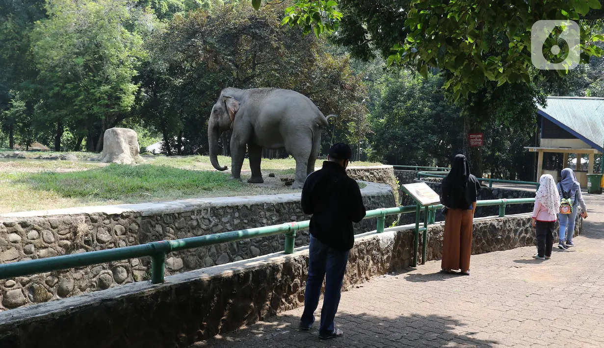 Wisatawan melihat gajah saat berkunjung ke Taman Margasatwa Ragunan, Jakarta, Sabtu (1/8/2020). Di masa pandemi corona ini, Ragunan sepi pengunjung di libur panjang Idul Adha 1441 H dibandingkan tahun lalu. (Liputan6.com/Herman Zakharia)