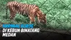 HARIMAU KURUS HINGGA MAKAN RUMPUT DI KEBUN BINATANG MEDAN