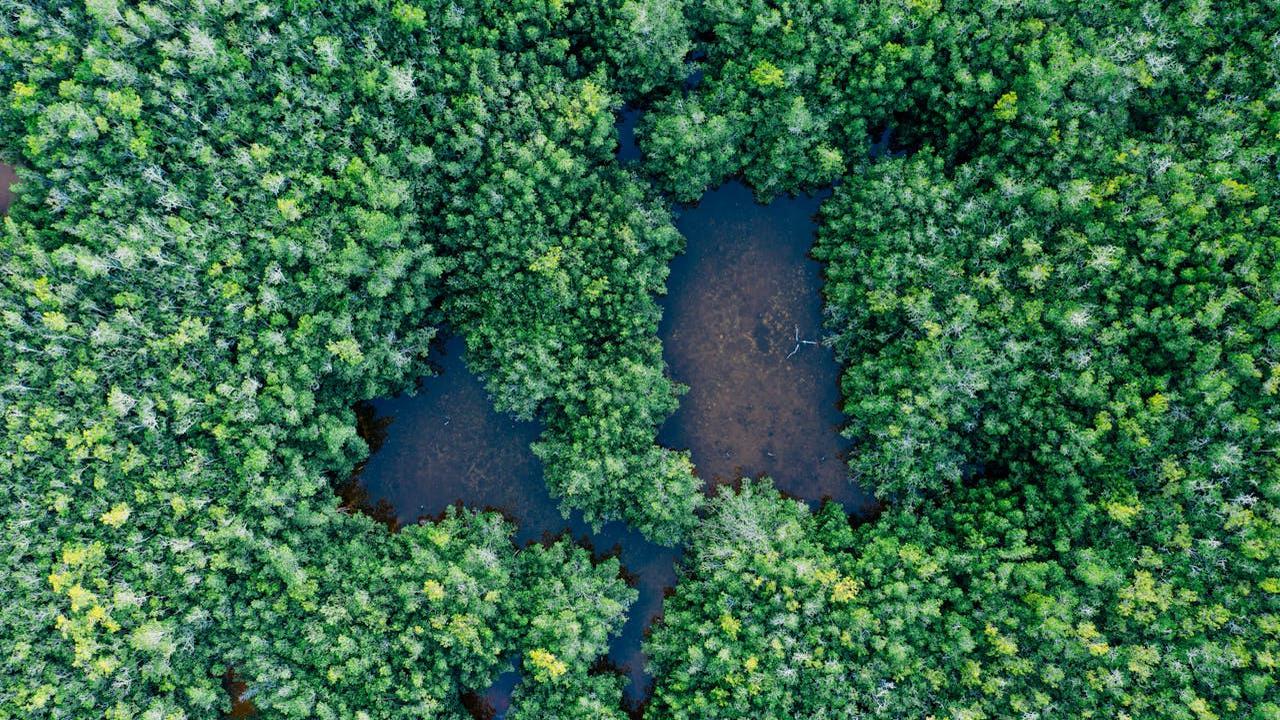 Biodiversity