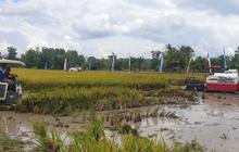 Banyuasin Resmi Jadi Penghasil Beras Nomor Satu Nasional, Kalahkan Sukabumi