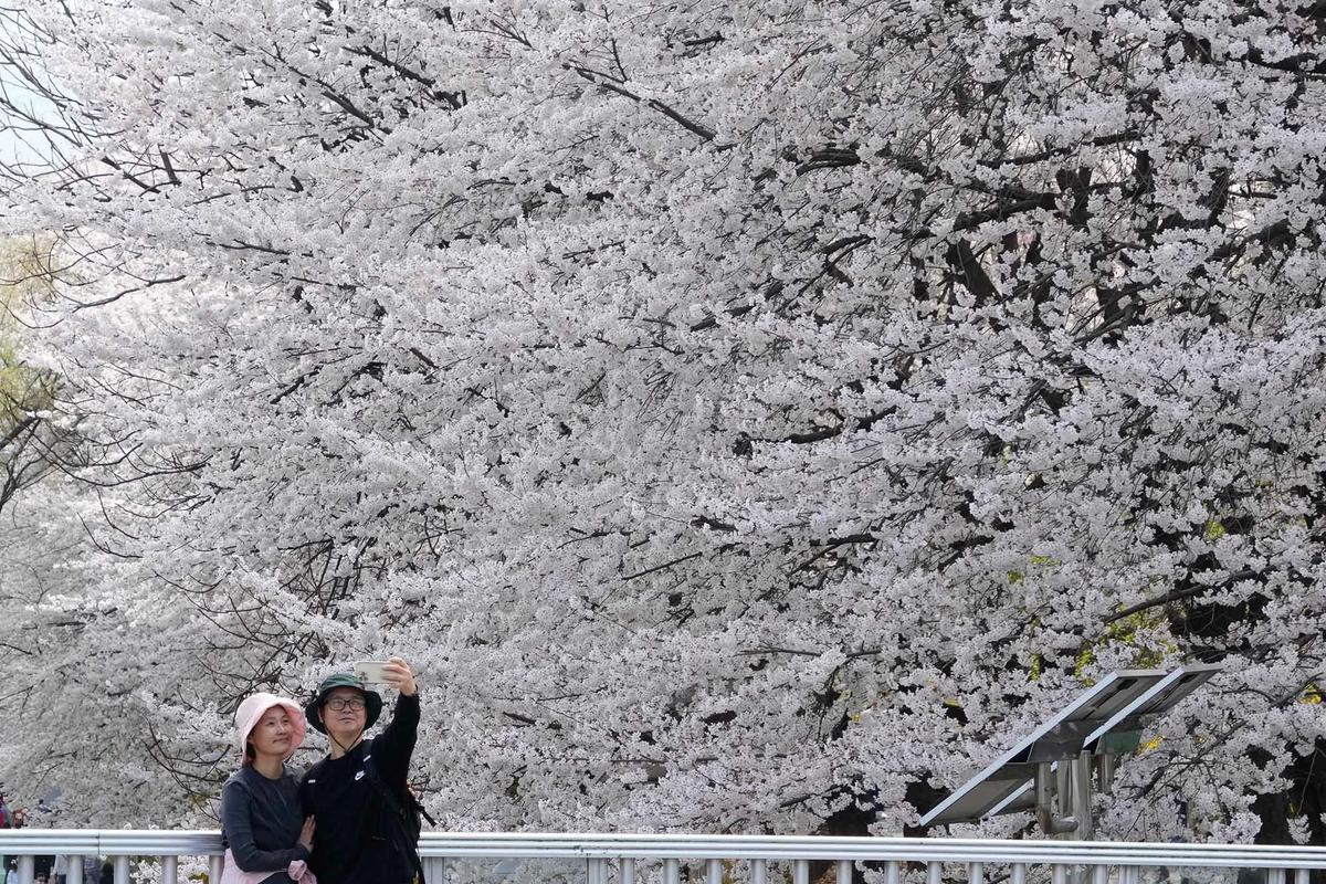 FOTO: Mekarnya Bunga Sakura Warnai Musim Semi di Seoul