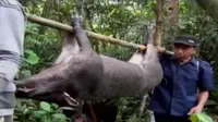 Serangan babi hutan atau celeng membuat resah masyarakat di Desa Piteren, Padukuhan, Purworejo, Jawa Tengah. (Liputan 6 SCTV)