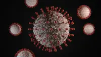 Hantavirus adalah Virus dari Tikus yang Bisa Berujung Cuci Darah, Kok Bisa?