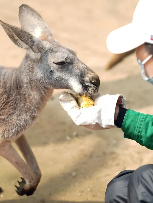 Petugas pemelihara hewan memberi makan kanguru di Kebun Binatang Wuhan di Wuhan, Provinsi Hubei, China tengah, pada 13 Maret 2020. Puluhan karyawan di kebun binatang tersebut tetap melakukan pekerjaan mereka dengan memberi makan dan disinfeksi pada hampir seribu hewan di sana. (Xinhua/Cai Yang)
