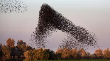  Sekelompok burung jalak menari dan membuat formasi yang indah di Padang Pasir Negev, Israel, Senin (2/2/2015). (AFP Photo/Menahem Kahana)