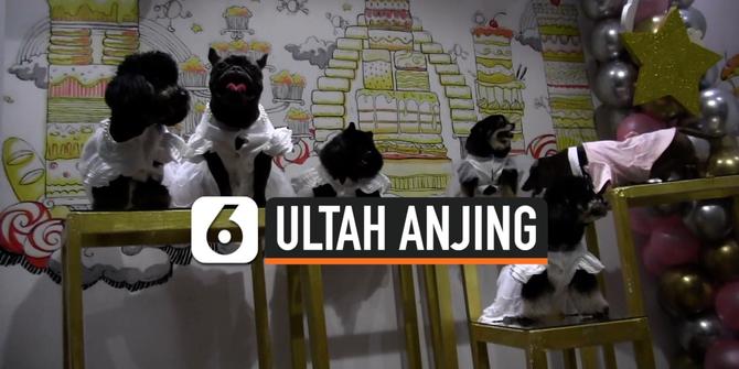 VIDEO: Anjing di Surabaya Ultah, Dirayakan Bak Manusia