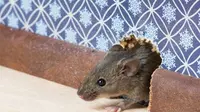 Bau Daun Ini Bisa Usir Tikus, Tips Anti Tikus Masuk Rumah Tanpa Lem