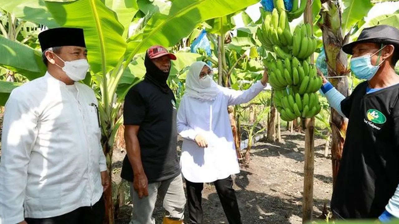 Banyuwangi Genjot Pengembangan Pisang Cavendish Pacu Pendapatan Petani