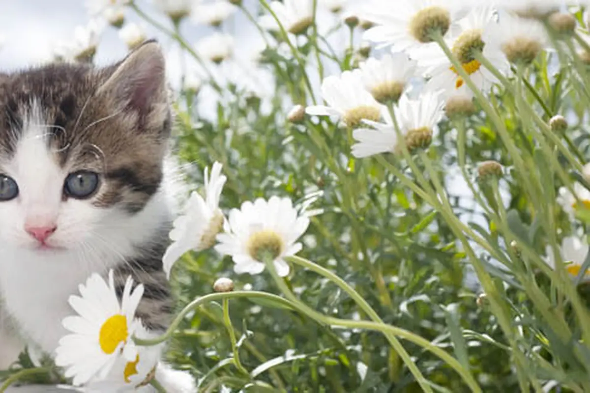 Foto: shutterstock