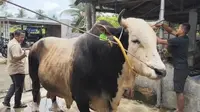 Top 3 News: Prabowo Salurkan Kurban untuk Warga Hambalang, 1 Sapi per RW