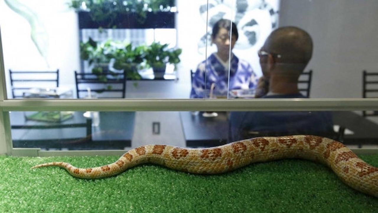 Sensasi merinding makan ditemani ular di kafe Tokyo Snake Center
