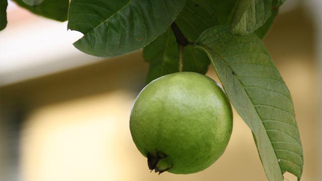 Ilustrasi jambu biji