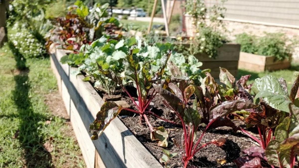 7 Tips Membangun Kebun Sayur Belakang Rumah Bernuansa Modern Tropis, Cantik dan Kreatif