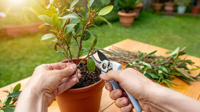 Tips Merangsang Tanaman dalam Pot agar Cepat Tumbuh (Reve.com)