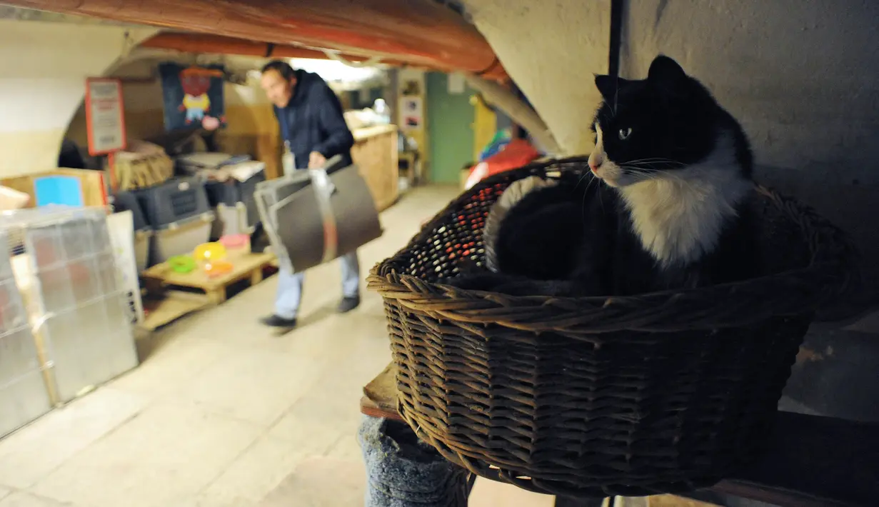 Seekor kucing duduk di salah satu ruangan bawah tanah di Museum The Hermitage, Rusia, 14 Oktober 2015. Kucing tersebut dipekerjakan menjaga karya seni yang berada di museum dari serangan tikus. (AFP Photo/Olga Maltseva)