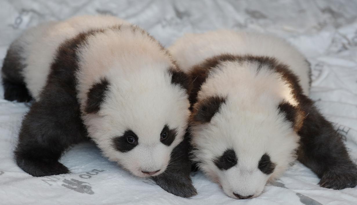 Foto Dua Anak Panda Yang Lahir Di Jerman Akhirnya Diberi