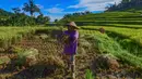 Tren ini sejalan dengan kebijakan pemerintah yang menjaga stabilitas harga sekaligus mendorong peningkatan kesejahteraan petani. Tampak dalam foto, petani memanen padi jenis Ciherang di Terasering Cisalada, Bogor, Jawa Barat, Minggu (12/4/2006(. (merdeka.com/Arie Basuki)