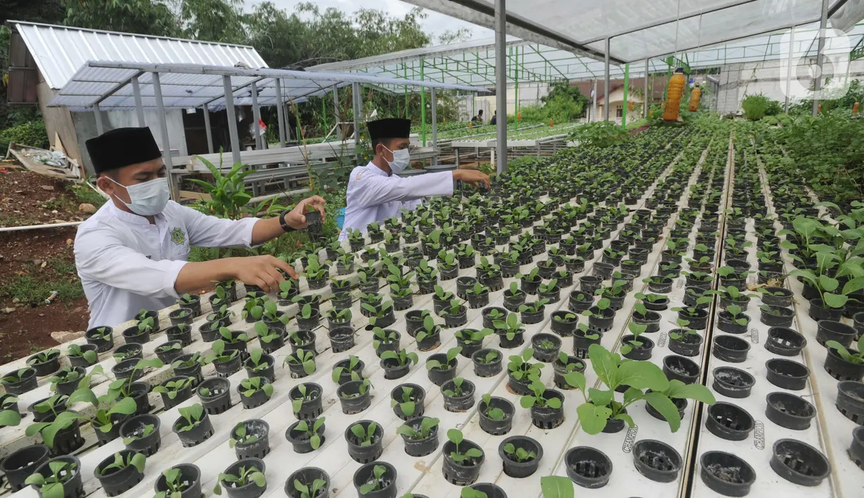 Santri memanen bayam usai memperingati Hari Santri Nasional di Kebun Gizi Hidroponik, Pesantren Hidayatullah Depok, Jawa Barat, Kamis (22/10/2020). Beragam sayur dikelola secara mandiri oleh para santri dengan nilai panen mencapai 1,2 ton atau sekitar Rp 20 juta per bulan. (merdeka.com/Arie Basuki)