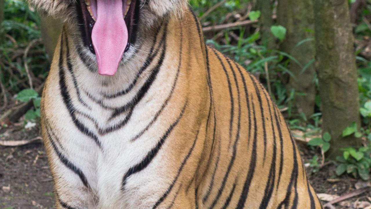 Bahaya Memeliharan Hewan Langka dan Dilindungi, Munculkan Penyakit Hingga Risiko Luka